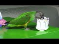 Kili Senegal Parrot - Pushing Baby in Stroller Trick