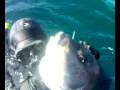 videos de Borriquete 7,9 KG