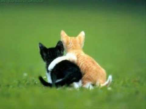 Cute Animals Pics