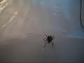 Lone star tick Lone star tick