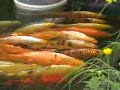 Koi of the pond - The velly lale Koi fish of mistel Bond 3! Koi of the pond - The velly lale Koi fish of mistel Bond 3!