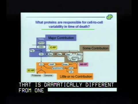 how to measure ghrelin levels