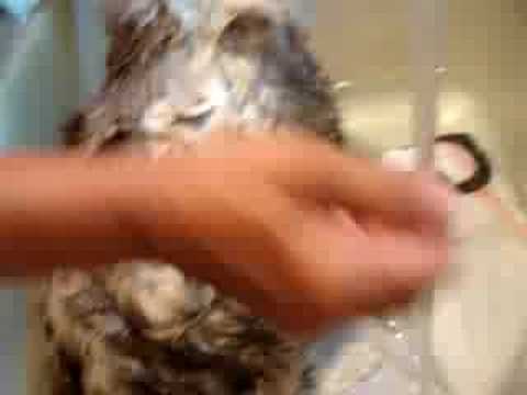 How to Bathe a Cat 0 How to Bathe a Cat