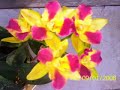 Vídeo com algumas fotos de orquídeas, maioria híbridos, que cultivo na cidade de Itumirim/MG