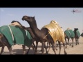 مسيرة منقية الشيخ / عبدالرحمن الفاضل في مزاين الكويت 2015 -Views : 1
