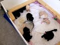 First Solids - 20 days old
