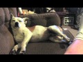 CuteWinFail, Ep. 1: Doggy Ding-Ding
