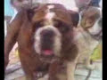 Bulldog Mamuth inseminacion artificial