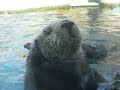 Scratching Otter Scratching Otter