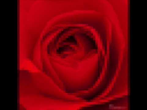 ベルサイユの薔薇 la rose de versailles