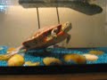 Turtle Looking For Something... Turtle Looking For Something...