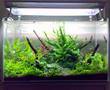 60cm Nature Aquarium