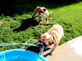 Hogan & Sadie The English Bulldogs Hogan & Sadie The English Bulldogs