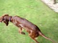 Tia the Red Settr pup and the Scroutum like Sock Tia the Red Settr pup and the Scroutum like Sock
