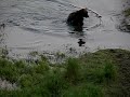 Kamchatka Brown Bear Fishing