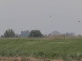 male and female western marsh harrier male and female western marsh harrier