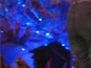 kerstboom 3 @ 't Clubhuiske waasmont