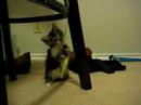 Kitten 080526 Kitten 080526