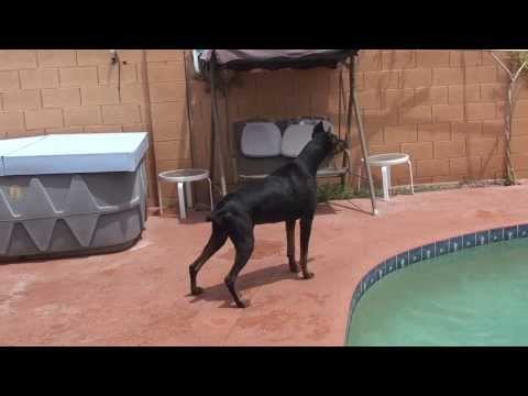 ROTWEILLER