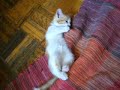 かわいい猫動画