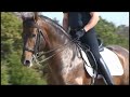 Bay Andalusian Stallion Enamorado XXVI Bay Andalusian Stallion Enamorado XXVI