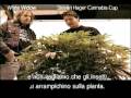 Green House Seed Co White Widow Grow with Italian Subtitles Green House Seed Co White Widow Grow with Italian Subtitles