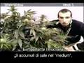Green House Seed Co White Widow Grow with Italian Subtitles