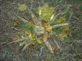 land art bafa bollwiller toussaint 2007 saj 6801