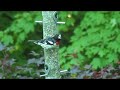 Male Red Breased Grosbeak