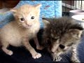 4 weeks old Kitten vs. 1 year old Great Dane