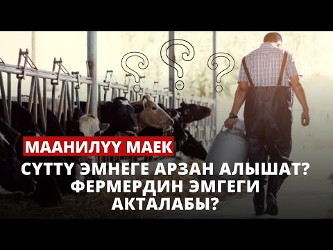 Сүттүн баасын ким бычат? Арзан алып кымбат саткандар ким? | Маанилүү маек 