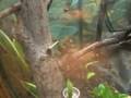 Pygmy Marmosets Hunting Crickets
