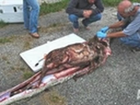 Python Swallows Deer