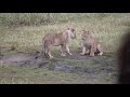 lion cubs