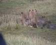 lion cubs