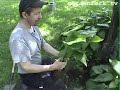 How to Transplant Hostas