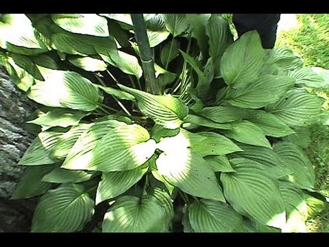 how to dig up and replant hostas