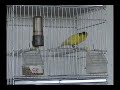 Canarios Timbrados Spanish Timbrados 2007
