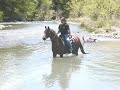 Arabian Gelding Sweepstakes Nominated Arabian Gelding Sweepstakes Nominated