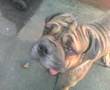 Bullmastiff video