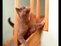 british shorthair talking to an unknown spider british shorthair talking to an unknown spider
