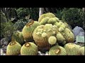 Le jardin exotique de Monaco
