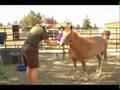 Clicker Training a Pony to Love Being Groomed and Brushed
