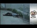Cowards War - a 45min doc