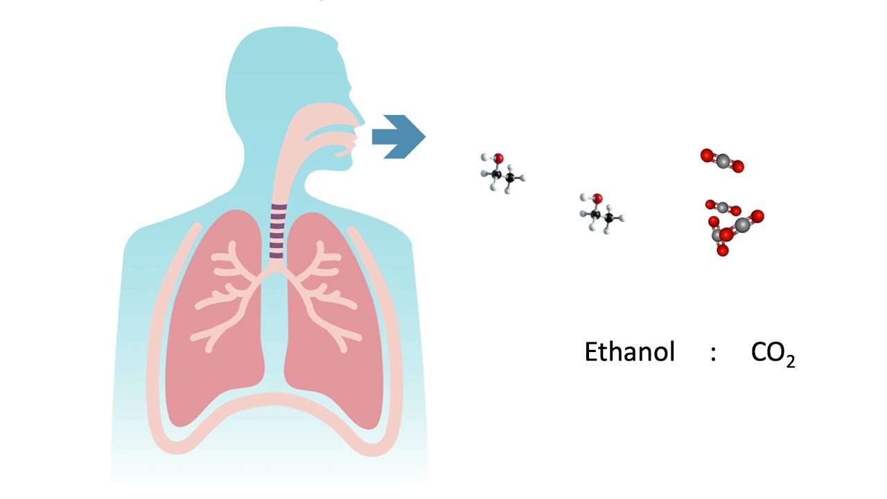 Un día en la vida de un sensor de alcoholemia: El proceso de prueba