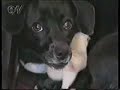 Dog and chick