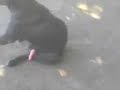 perro exitado