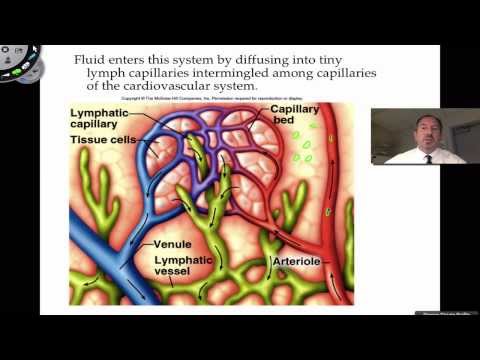how to take care of your lymphatic system