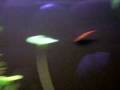 videos de Newts @ Mystic Aquarium