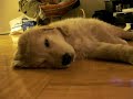 A Pup With No Pep